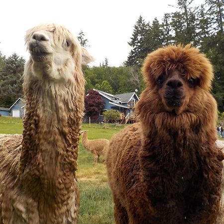 Oceanfront Studio/Loft: Alpacas, Oysters & Kayaks Шелтон Экстерьер фото