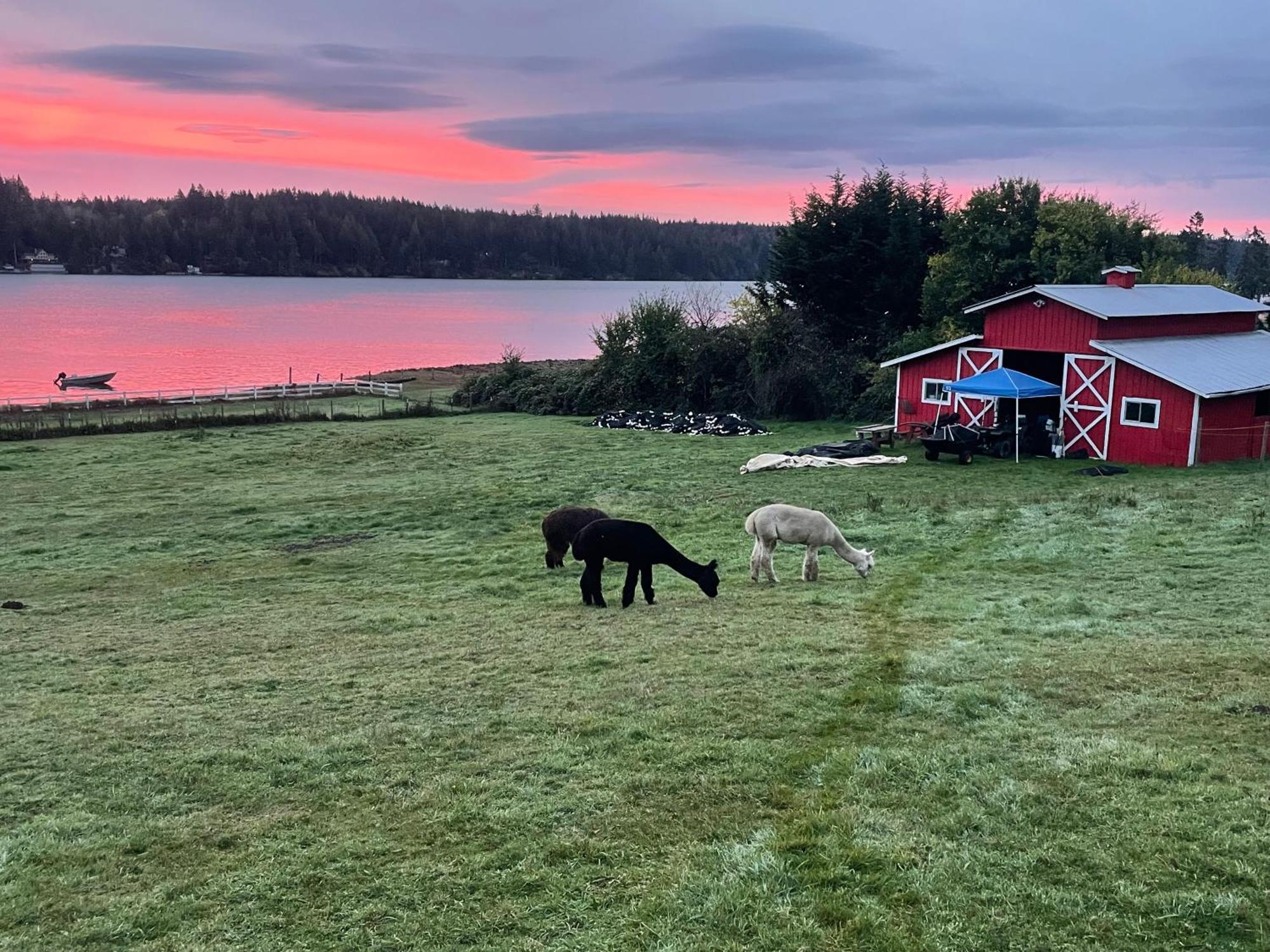 Oceanfront Studio/Loft: Alpacas, Oysters & Kayaks Шелтон Экстерьер фото